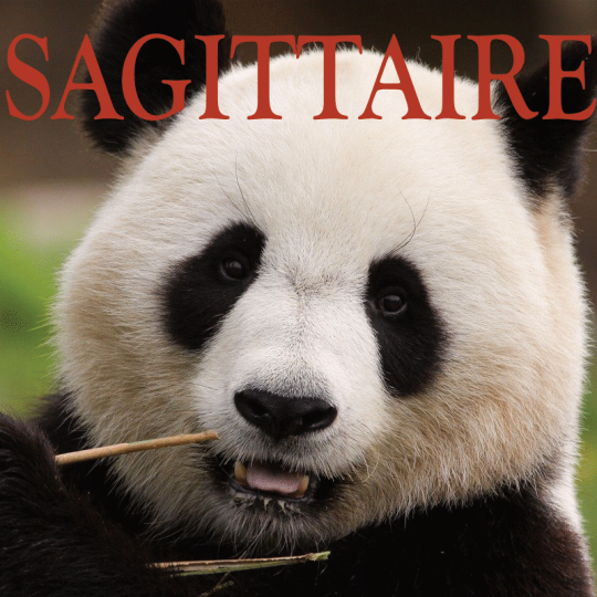 Sagittaire ~ Hors série - Projection 2024 partie 2