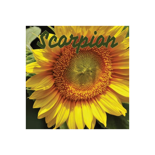 Scorpion juillet 2024