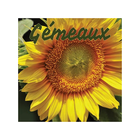 Gémeaux juillet 2024