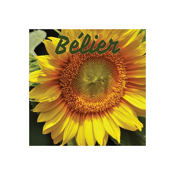 Bélier juillet 2024