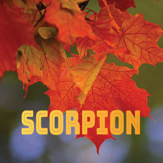 Scorpion septembre 2024
