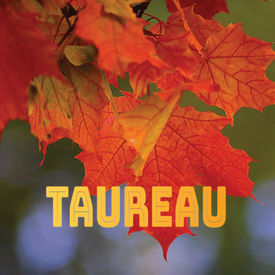 Taureau septembre 2024