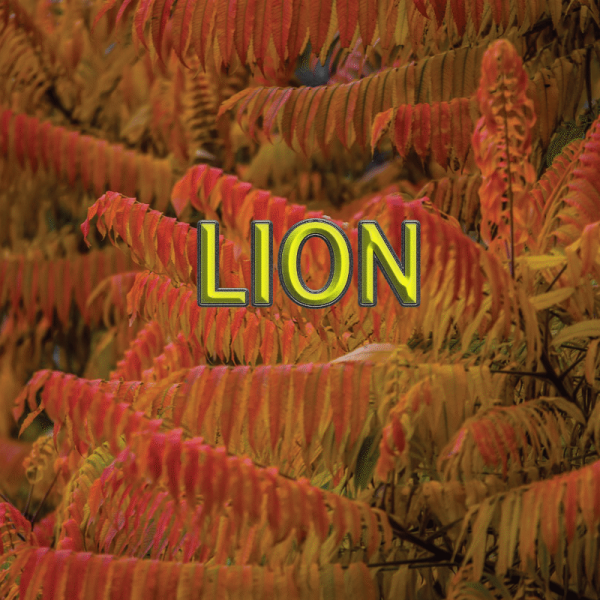 Lion novembre 2024