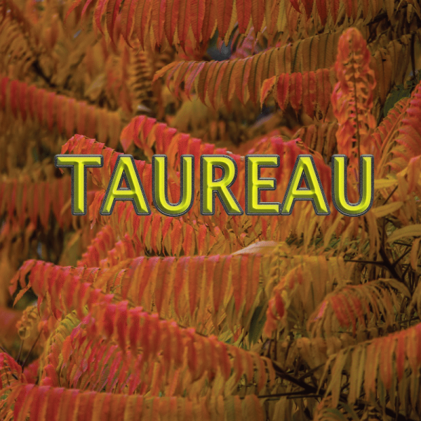 Taureau novembre 2024