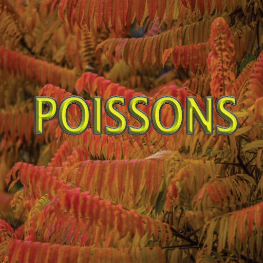 Poissons novembre 2024