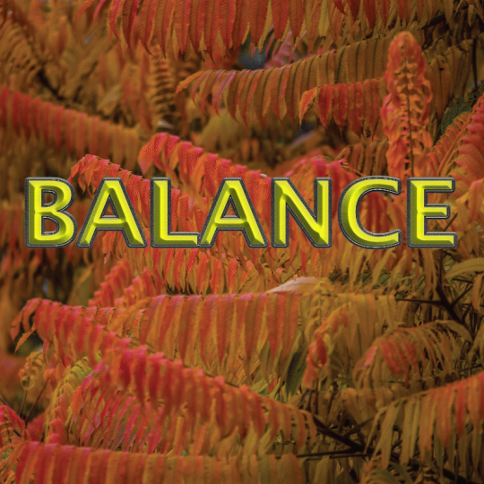 Balance novembre 2024