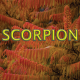 Scorpion novembre 2024
