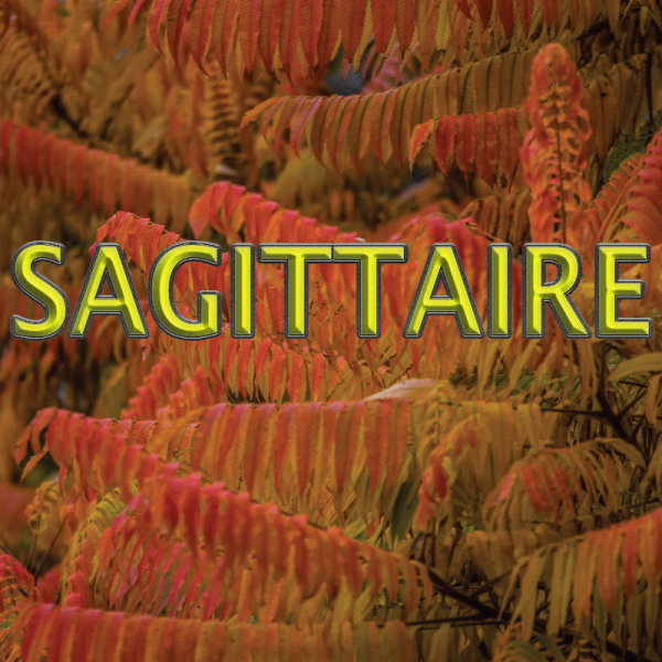 Sagittaire novembre 2024