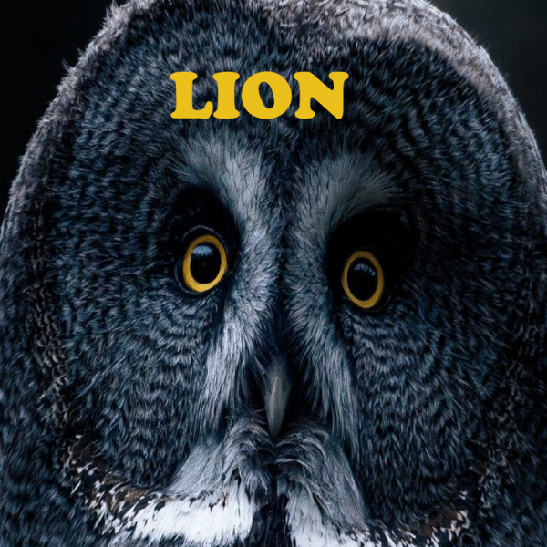 Lion ~ Hors série - Projection 2025 partie 1