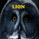 Lion ~ Hors série - Projection 2025 partie 1
