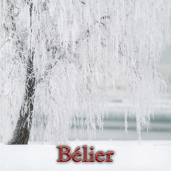 Bélier janvier 2025