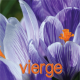 Vierge mars 2025