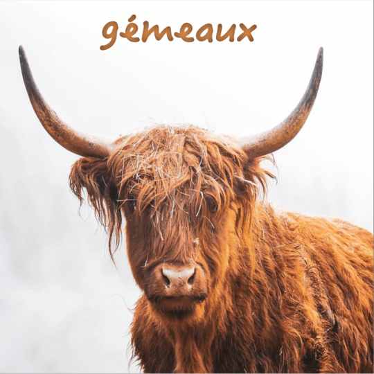 Gémeaux ~ Hors série - Projection 2025 partie 2