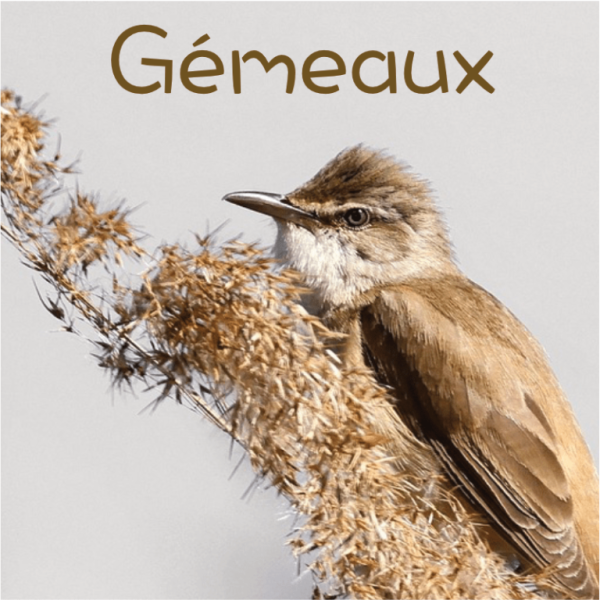 Gémeaux mai 2025