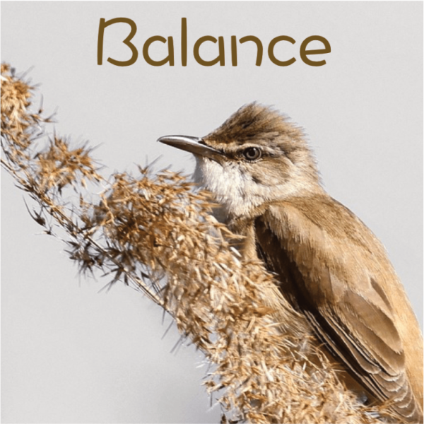 Balance mai 2025