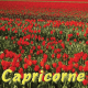 Capricorne avril 2025