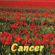 Cancer avril 2025
