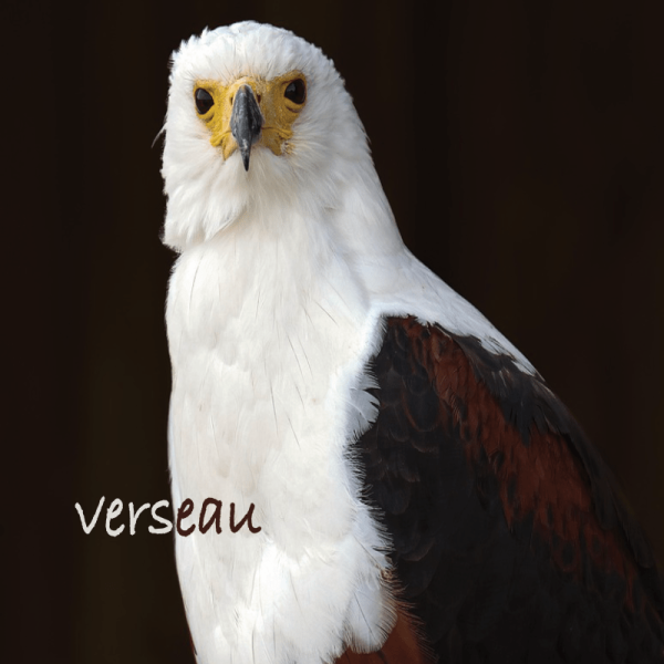 Verseau projection 1erS 2026