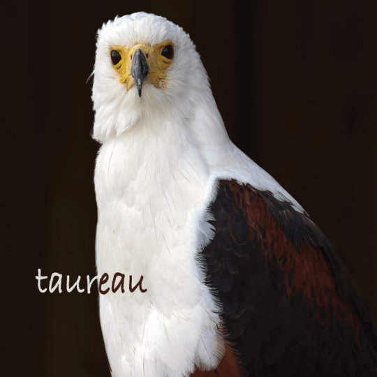 Taureau projection 1erS 2026