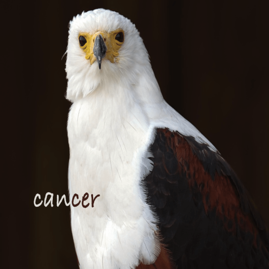 Cancer projection 1erS 2026