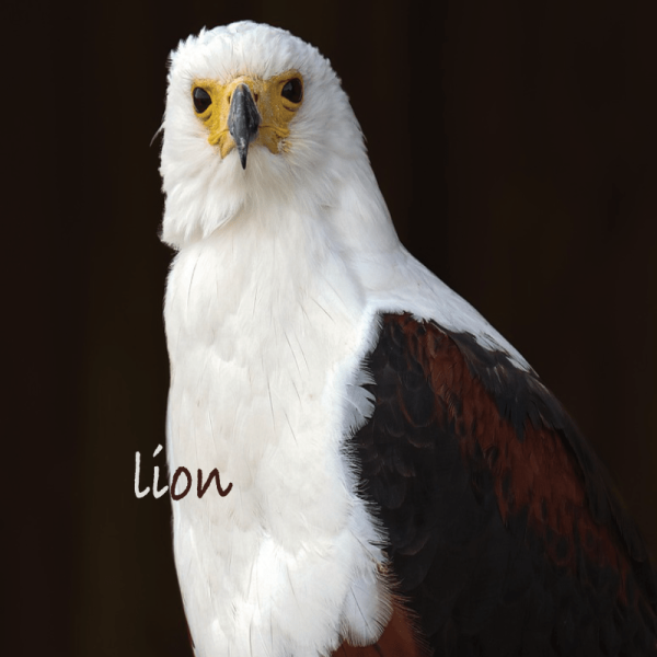 Lion projection 1erS 2026