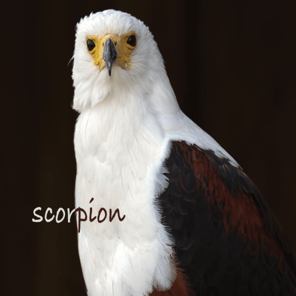 Scorpion projection 1erS 2026