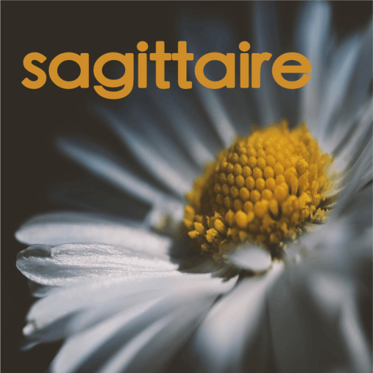 sagittaire décembre  2025