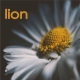 lion mars 2026