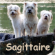sagittaire septembre 2026