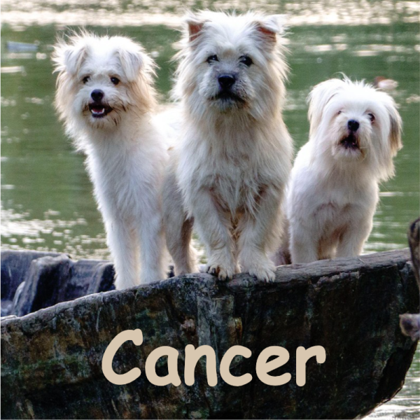 cancer septembre 2026