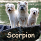 scorpion septembre 2026