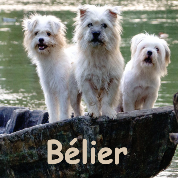 béliers septembre 2026