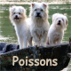 poissons septembre 2026