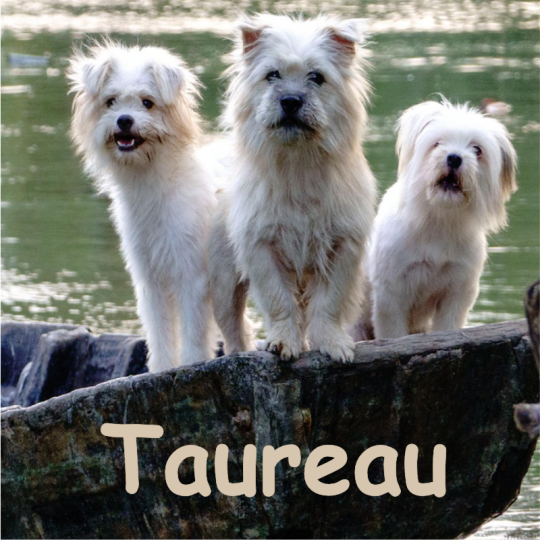 taureau septembre 2026