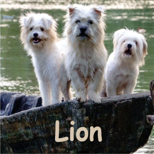lion septembre 2026