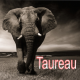 Taureau ~ Hors série – Projection 2023 partie 1