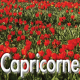 Capricorne mars 2023