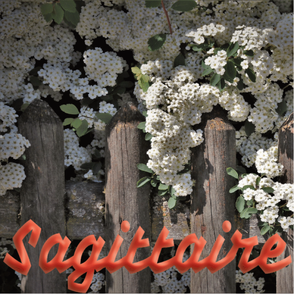 Sagittaire avril 2023