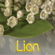 Lion mai 2023