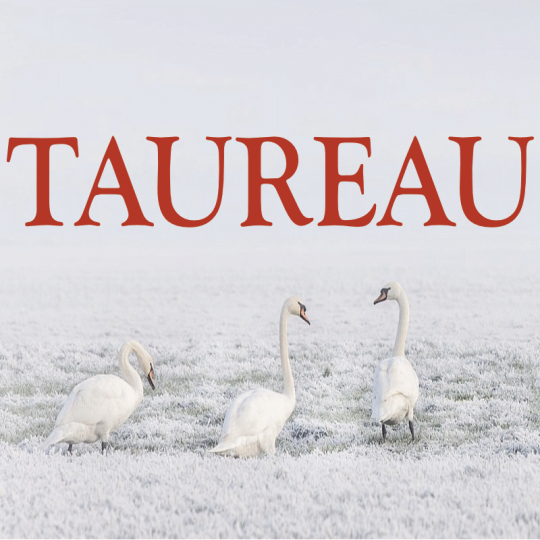 Taureau ~ Hors série – Projection 2023 partie 2