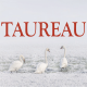 Taureau ~ Hors série – Projection 2023 partie 2