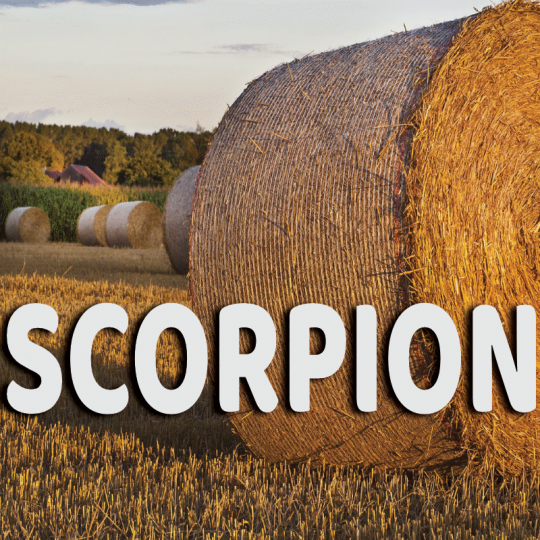 Scorpion août 2023