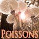 Poissons octobre 2023
