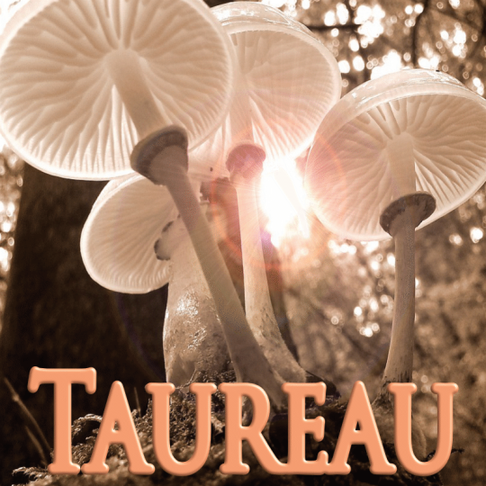 Taureau octobre 2023