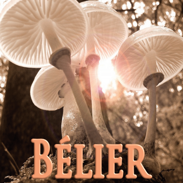 Bélier octobre 2023