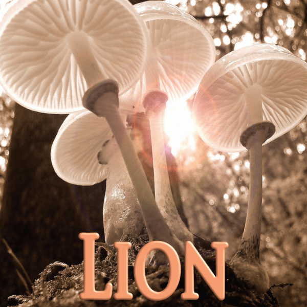 Lion octobre 2023