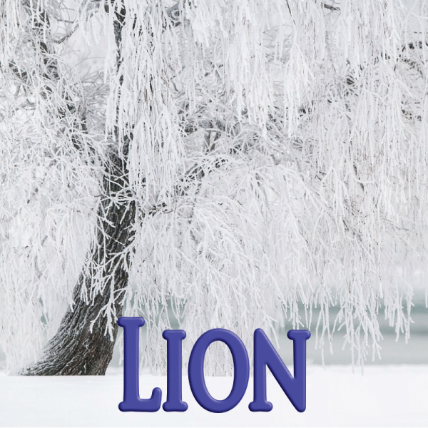 Lion janvier 2024