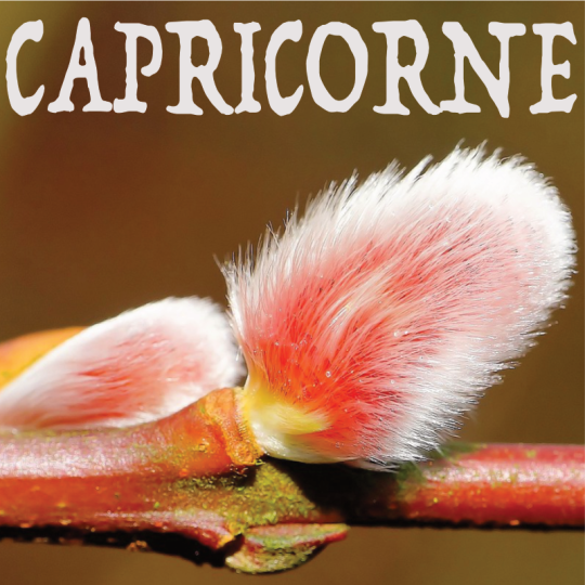Capricorne février 2024