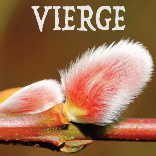 Vierge février 2024