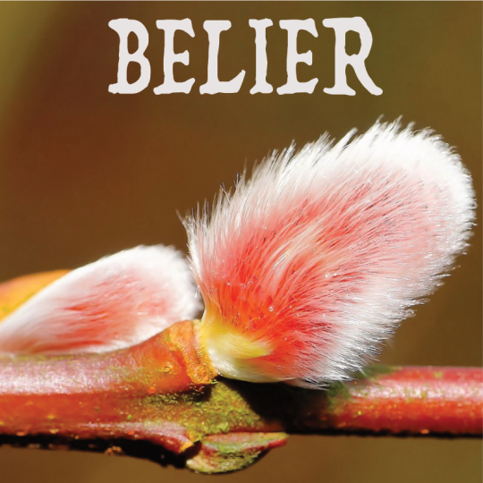 Bélier février 2024